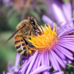 Inhofe Misleads on Bees