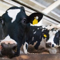 Trump’s Misleading Claim on Canadian Dairy Tariffs