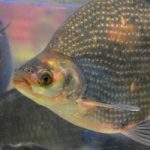 Is Bacon Better for You Than Tilapia?