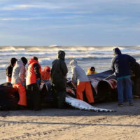 No Evidence Offshore Wind Development Killing Whales 